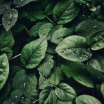 Banner-bg